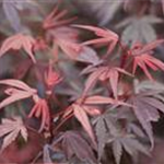 Acer palmatum 'Shaina'