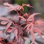 Acer palmatum 'Shaina'