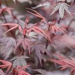 Acer palmatum 'Shaina'