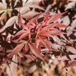 Acer palmatum 'Skeeter´s Broom'