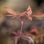 Acer palmatum 'Skeeter´s Broom'