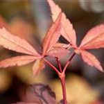 Acer palmatum 'Skeeter´s Broom'