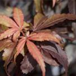 Acer palmatum 'Skeeter´s Broom'