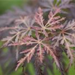 Acer palmatum 'Tamukeyama'