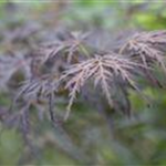 Acer palmatum 'Tamukeyama'