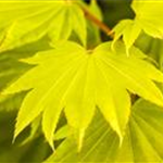 Acer shirasawanum 'Aureum'