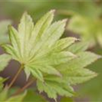 Acer shirasawanum 'Aureum'