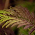 Albizia julibrissin 'Summer Chocolate'(s)