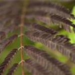 Albizia julibrissin 'Summer Chocolate'(s)