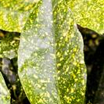 Aucuba japonica 'Variegata'