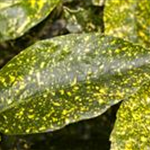 Aucuba japonica 'Variegata'