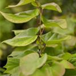 Cercis chinensis 'Avondale'