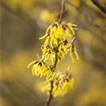 Hamamelis x intermedia 'Arnold Promise'