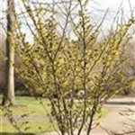 Hamamelis x intermedia 'Arnold Promise'