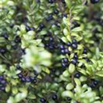 Ilex crenata 'Convexa'