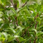 Ilex meserveae 'Heckenfee'®