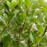 Ilex meserveae 'Heckenfee'®