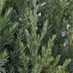 Juniperus chinensis 'Stricta'