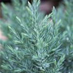 Juniperus chinensis 'Stricta'