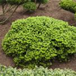 Abies koreana 'Brillant'