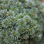 Abies koreana 'Brillant'