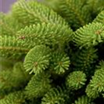 Abies koreana 'Molli'