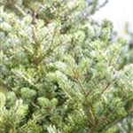 Abies koreana 'Molli'