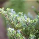 Abies koreana 'Molli'