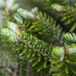 Abies koreana 'Molli'