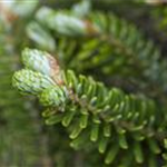 Abies koreana 'Molli'