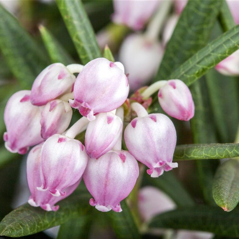 Andromeda polifolia 'Glauca'