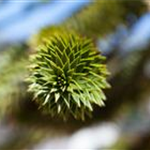 Araucaria araucana