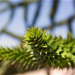 Araucaria araucana