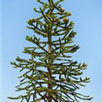 Araucaria araucana