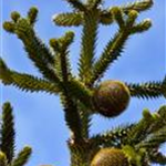 Araucaria araucana