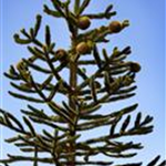 Araucaria araucana