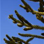 Araucaria araucana