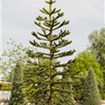 Araucaria araucana