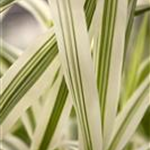 Arundo donax 'Variegata'