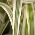 Arundo donax 'Variegata'