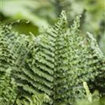 Athyrium filix-femina