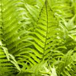 Athyrium filix-femina