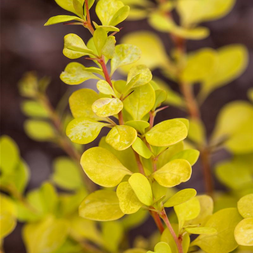 Berberis thunbergii 'Aurea'