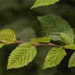 Carpinus betulus