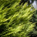 Chamaecyparis lawsoniana 'Ivonne'