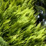 Chamaecyparis lawsoniana 'Ivonne'