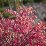 Euonymus alatus