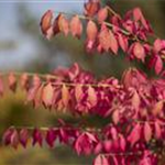 Euonymus alatus