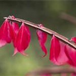 Euonymus alatus