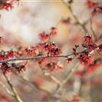 Hamamelis x intermedia 'Feuerzauber'